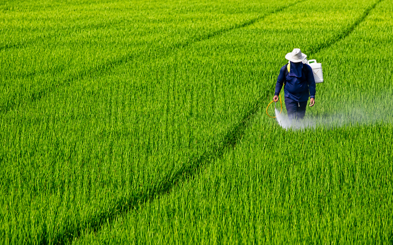 Agricultura y cultivos